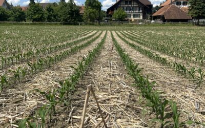 Maissortenvergleich 2025